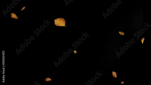 animated leaf falling. autumn maple leaves fall, video footage animation on alpha channel background.