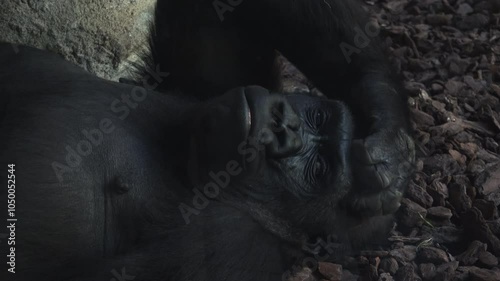 Close-up with a gorilla head