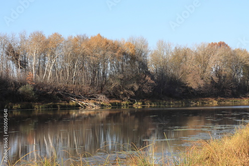 Trees with yellow and brown leaves on the river bank on a sunny autumn evening