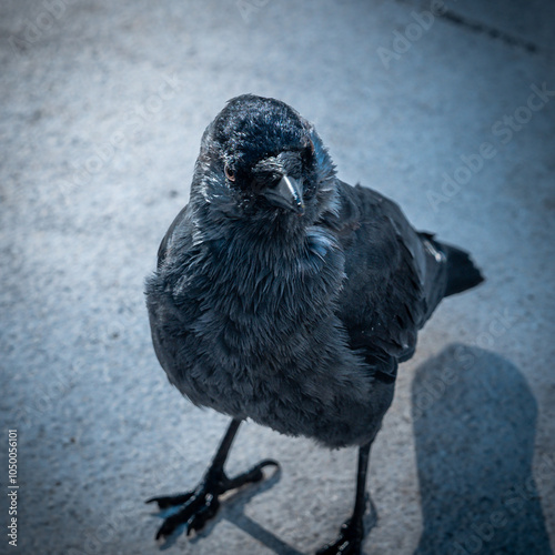 Obraz na płótnie black and white crow w salonie
