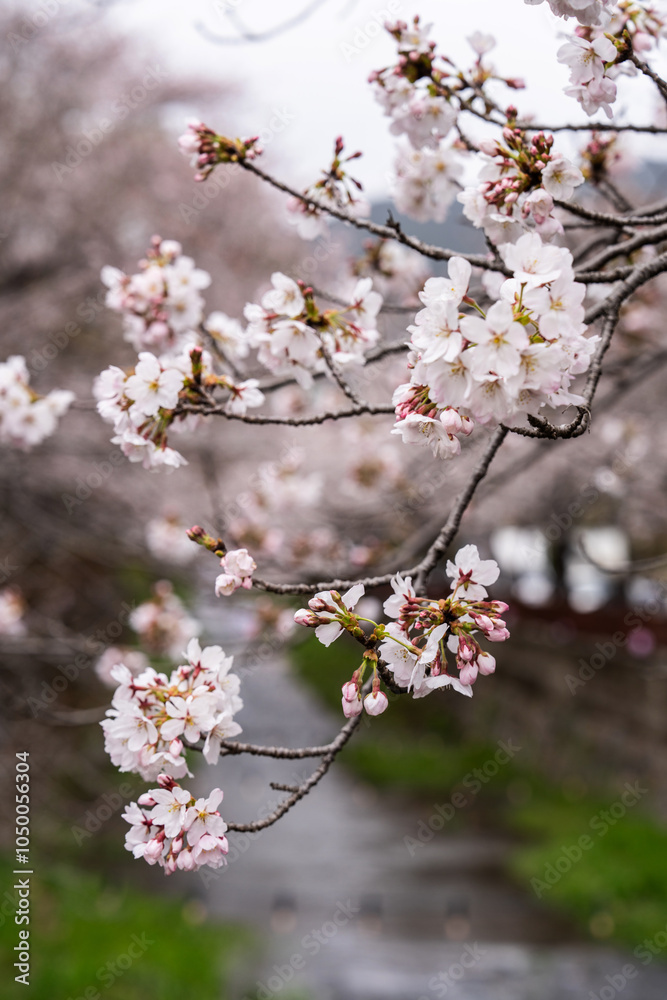 Obraz premium cherry blossoms on the stream