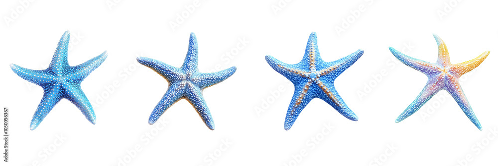 Set of Blue starfish in vivid color isolated on a transparent background Set of Blue starfish in vivid color isolated on a transparent background