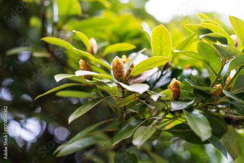 buds on the plants in spring