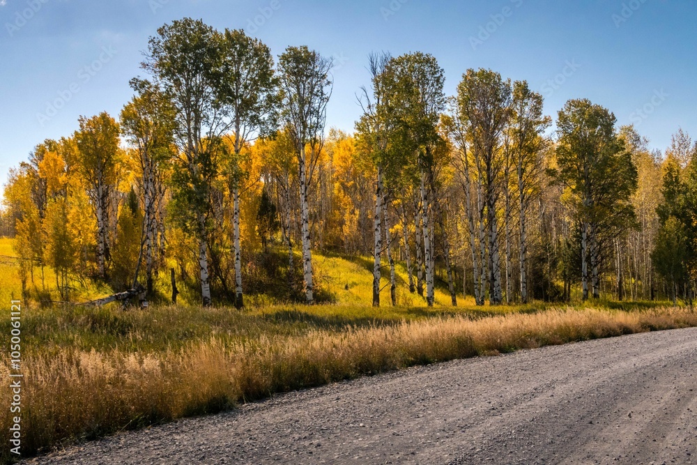 Obraz premium Autumn birch trees and gravel road under blue sky.