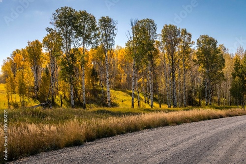 Autumn birch trees and gravel road under blue sky.