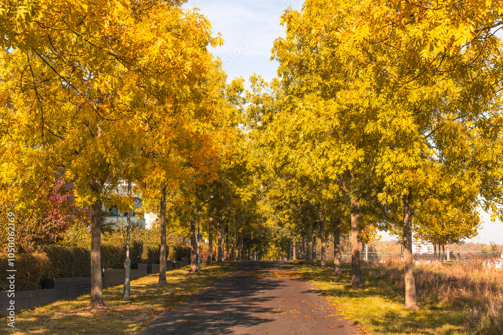 A path lined with trees is covered in yellow leaves. The trees are tall and leafy, creating a peaceful and serene atmosphere. The leaves on the ground add a touch of autumn color to the scene A path lined with trees is covered in yellow leaves. The trees are tall and leafy, creating a peaceful and serene atmosphere. The leaves on the ground add a touch of autumn color to the scene