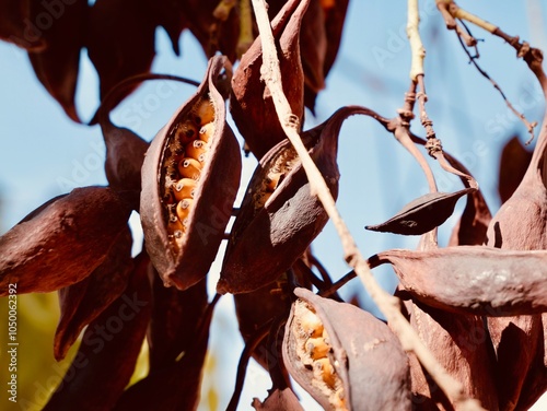 Seed pods of kurrajong (Brachychiton populneus), found naturally in Australia, introduced as an ornamental tree to South Africa, Louisiana, California, Arizona and Mediterranean countries. Spain photo
