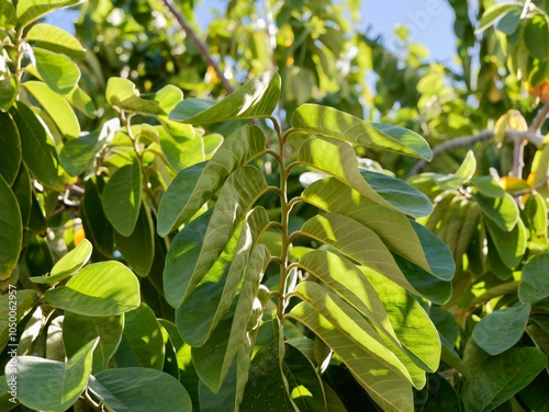 Shoots of cherimoya (Annona cherimola), chirimoya, chirimuya or custard apple. Spain photo