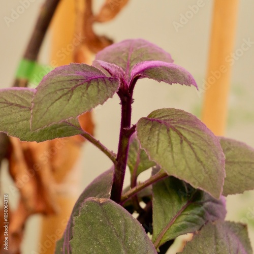 The young shoot of purple passion (Gynura aurantiaca) or velvet plant, a popular ornamental plant. photo