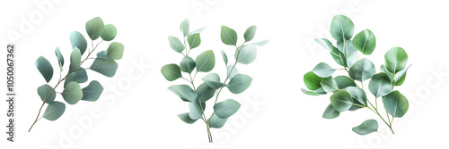 Set of Fresh eucalyptus sprig isolated on a transparent background 