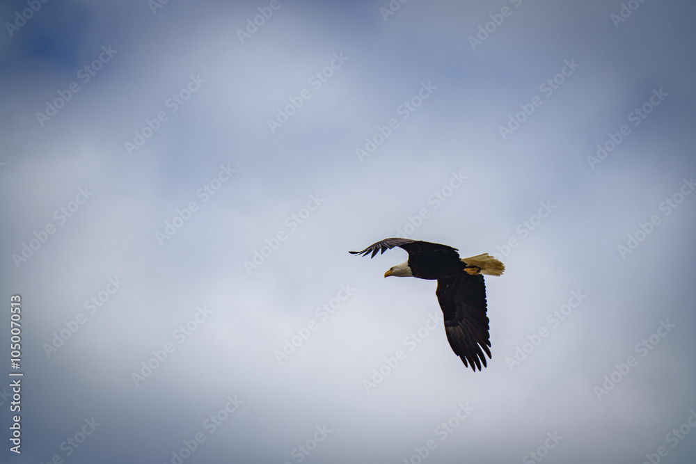 bald eagle in flight