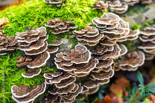 Картината върху платно Turkey Tail Mushrooms on Moss in Autumn Forest