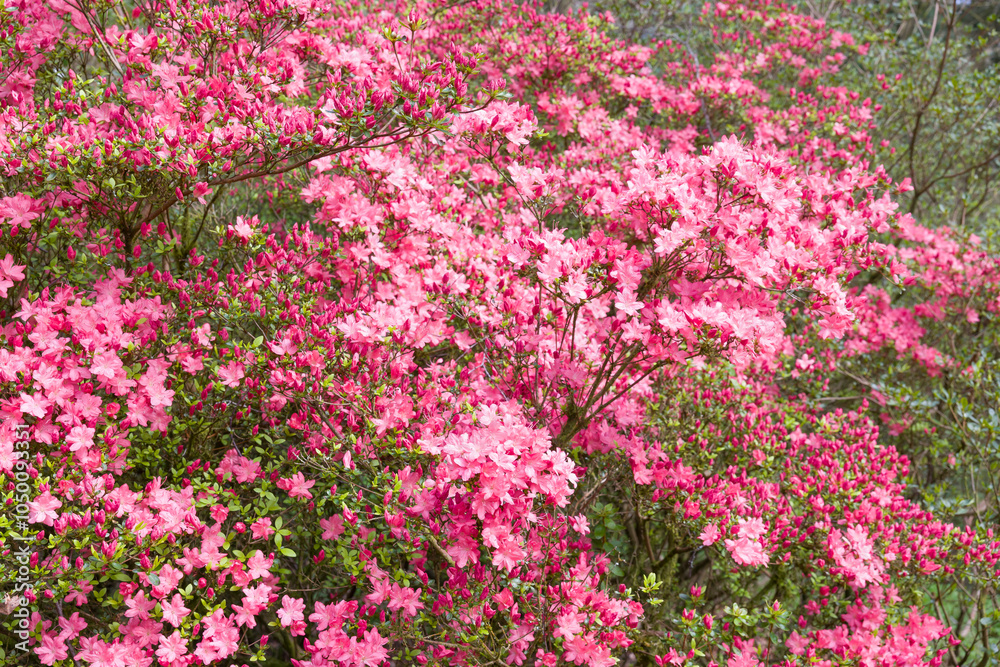 Pink rhododendron flowers on a plant in Ambleside, Lake District, UK