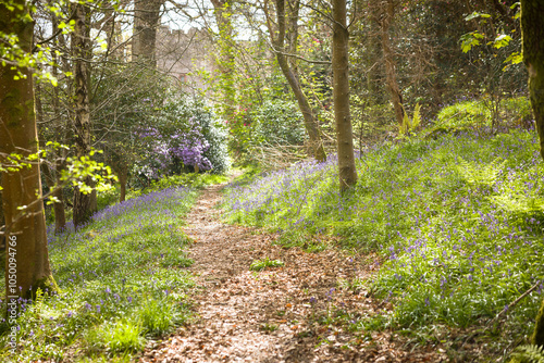 Bluebell woods in spring, Muncaster Castle, Lake District, UK photo