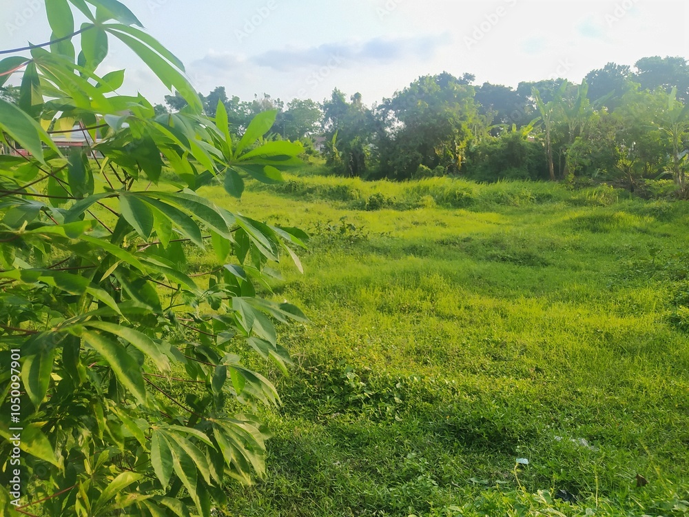 Obraz premium Cassava trees with a green grassland in the background during the day