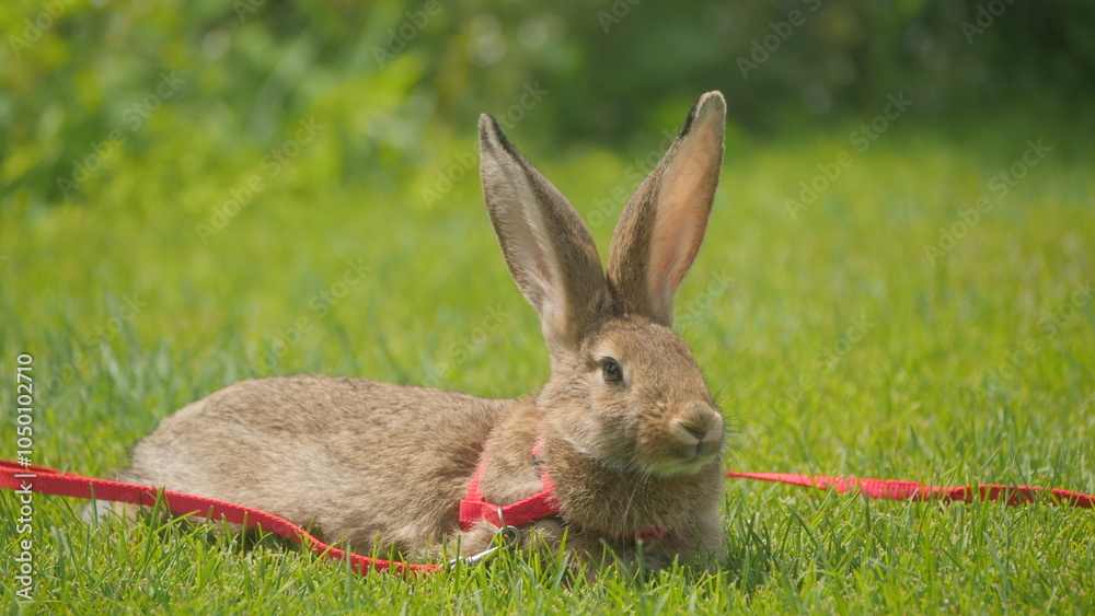 Naklejka premium A rabbit wearing a red harness lies on green grass, relaxing outdoors on a sunny day.