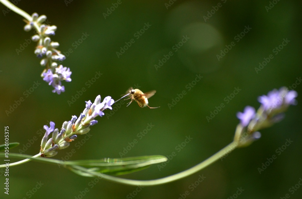 Fotografie a small bug and a purple lavender flower