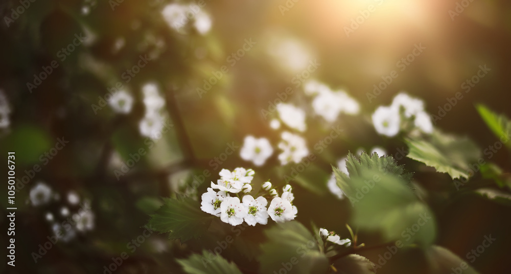 The first flowers against the background of green spring. Spring bloom. The first flowers against the background of green spring. Spring bloom.