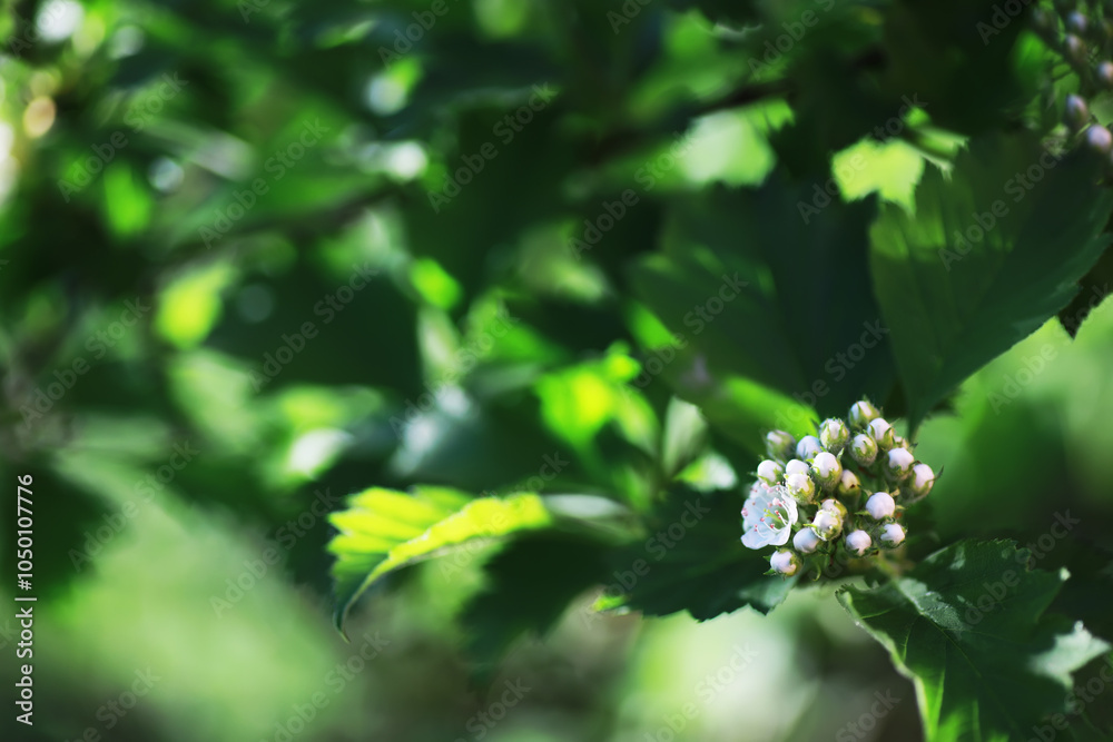 Fototapeta premium Spring bloom. The first flowers against the background of green spring.