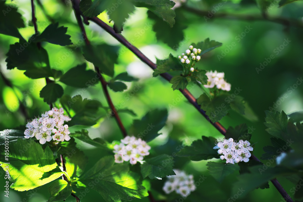 Spring bloom. The first flowers against the background of green spring. Spring bloom. The first flowers against the background of green spring.