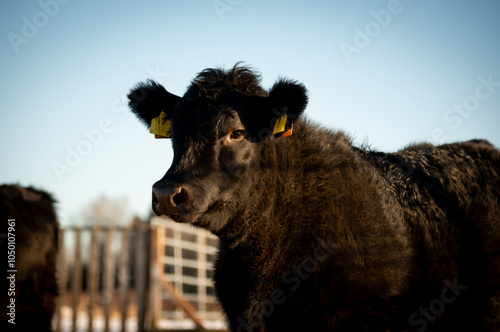 Black angus heifer calf portrait on sunny winter day