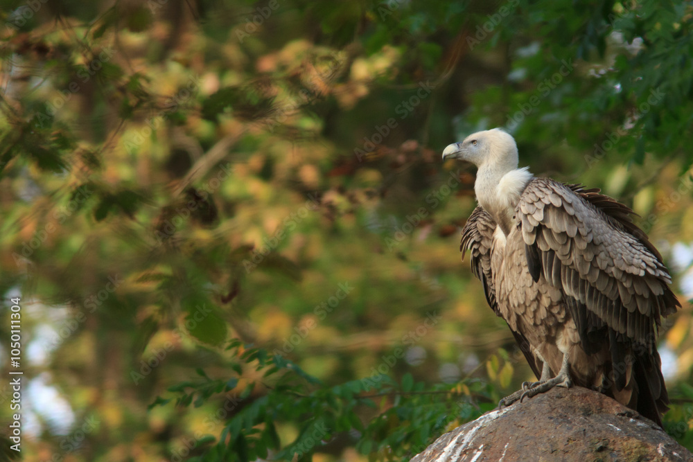 Fototapeta premium vautour fauve