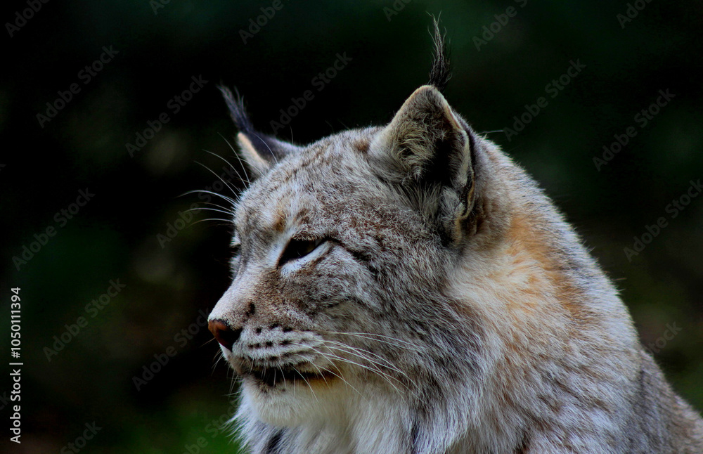Fototapeta premium lynx