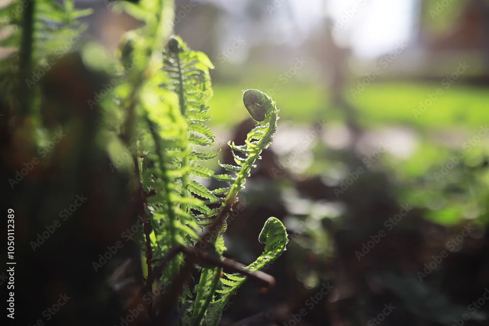 Fototapeta premium Flowers and plants summer field in sunlight