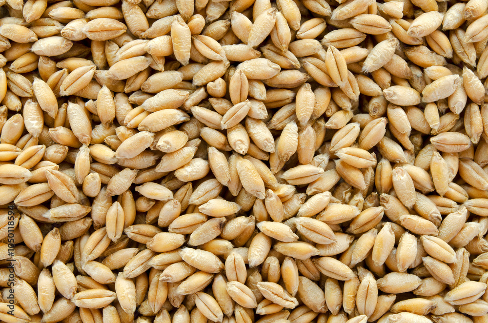 Whole wheat grain texture background. Whole triticale grain texture background. Food ingredient. Background of dry wheat and triticale grain, top view. Whole wheat grain texture background. Whole triticale grain texture background. Food ingredient. Background of dry wheat and triticale grain, top view.