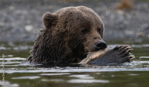 brown bear in the water with salmon