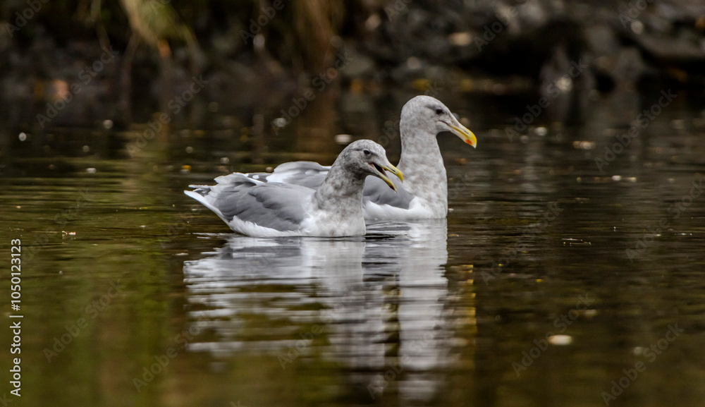 Obraz premium Herring gull