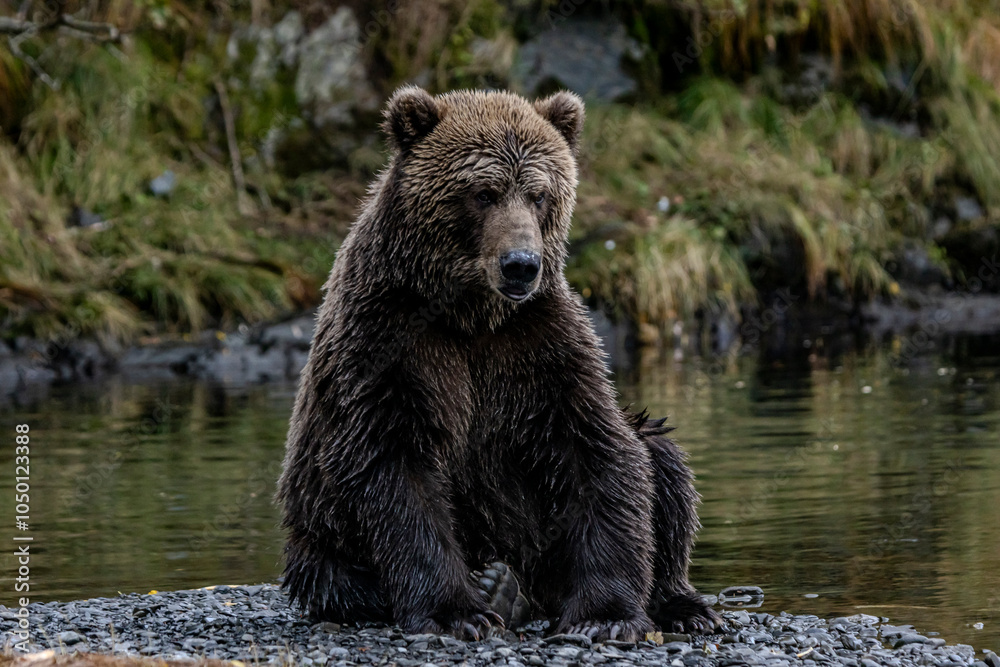 Obraz premium brown bear sitting
