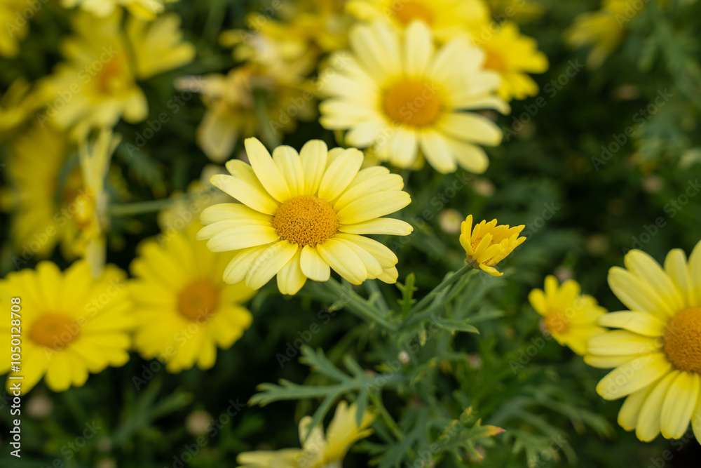 Yellow marguerite daisy (Argyranthemum frutescens) flowers Yellow marguerite daisy (Argyranthemum frutescens) flowers