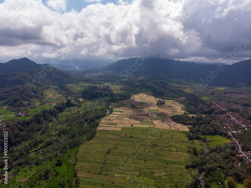 Aerial view of lush green rice fields under a cloudy sky. photo