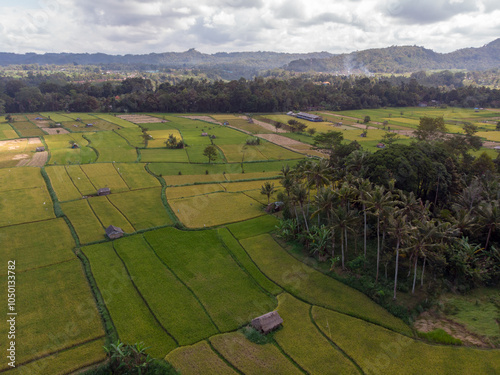 Canvastavla Aerial view of lush green rice paddies surrounded by hills.