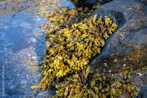 Fucus vesiculosus, bladder wrack or rockweed hanging from a wet rock
