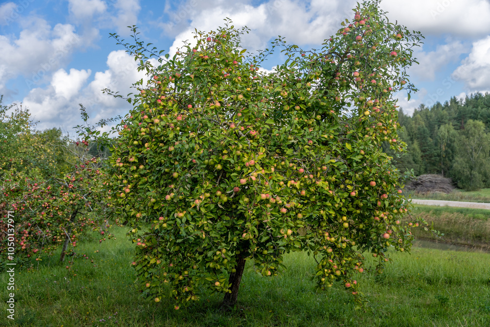 Apple tree with apples in garden Apple tree with apples in garden