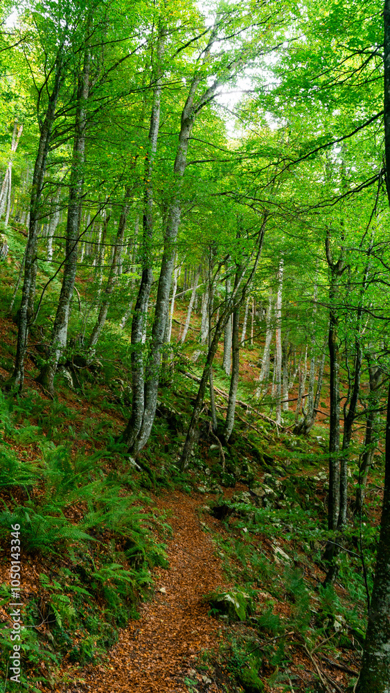 Green beech forest path with ferns on both sides of it Green beech forest path with ferns on both sides of it