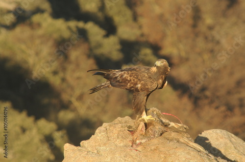 aguila real en la sierra abulense. España photo