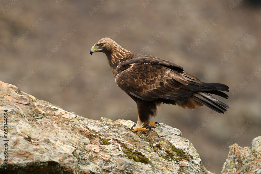 Fototapeta premium aguila real en la sierra abulense. España