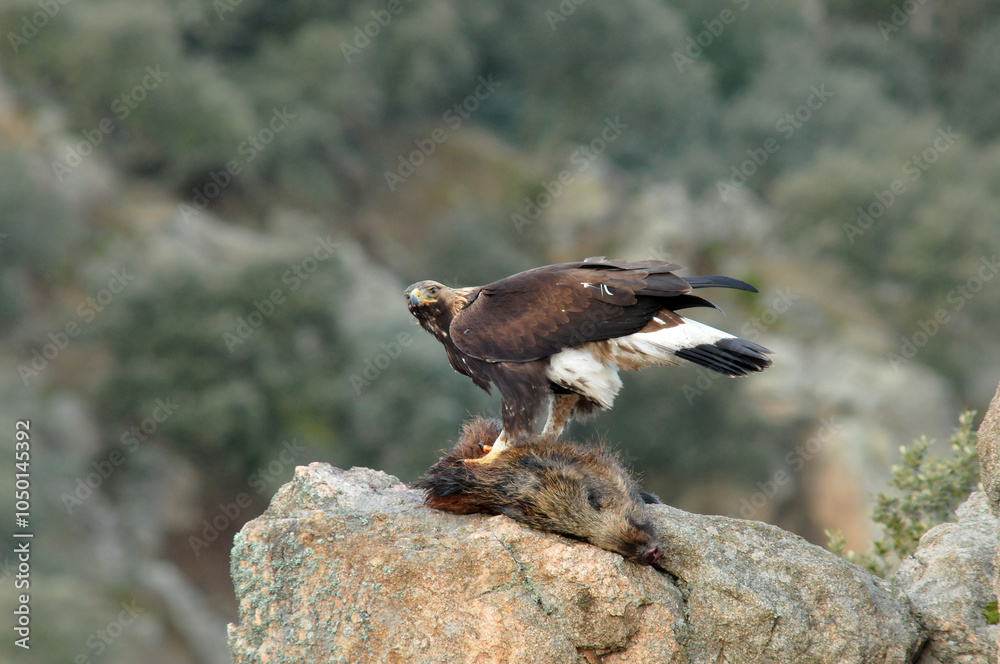 Fototapeta premium aguila real en la sierra abulense. España