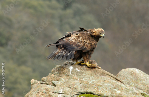 aguila real en la sierra abulense. España