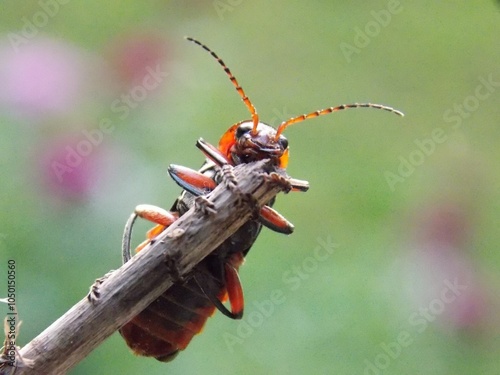 red bug on a branch photo