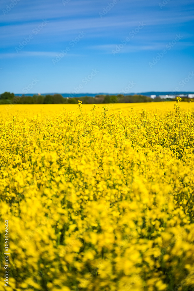Rapeseed field, oilseed rape blooming in farmland in countryside of Southern Sweden Rapeseed field, oilseed rape blooming in farmland in countryside of Southern Sweden