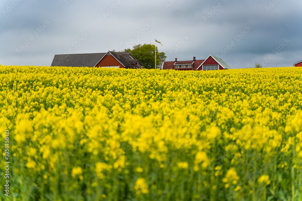 Yellow fields of rapeseed with barn on background in Southern, Sweden. Rapeseed (canola) fields blooming. Farm industry concept.