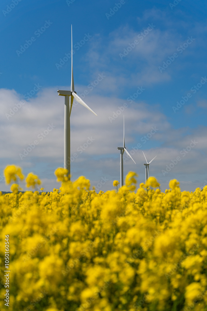 Wind park in the landscape of rapeseed fields. Bio fuel and green energy concept.