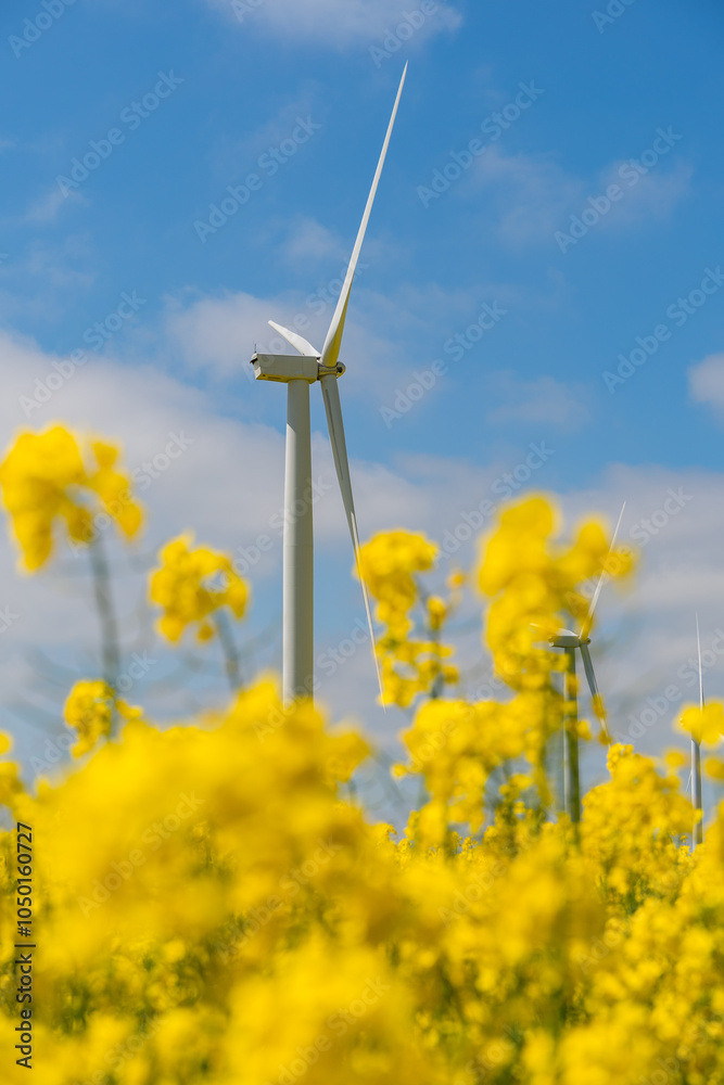 Wind park in the landscape of rapeseed fields. Bio fuel and green energy concept.