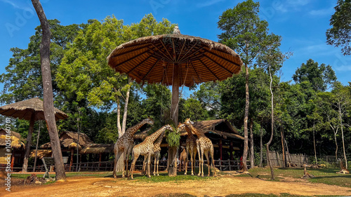 Photography A group of giraffes gather under a large, thatched umbrella in a safari park, re