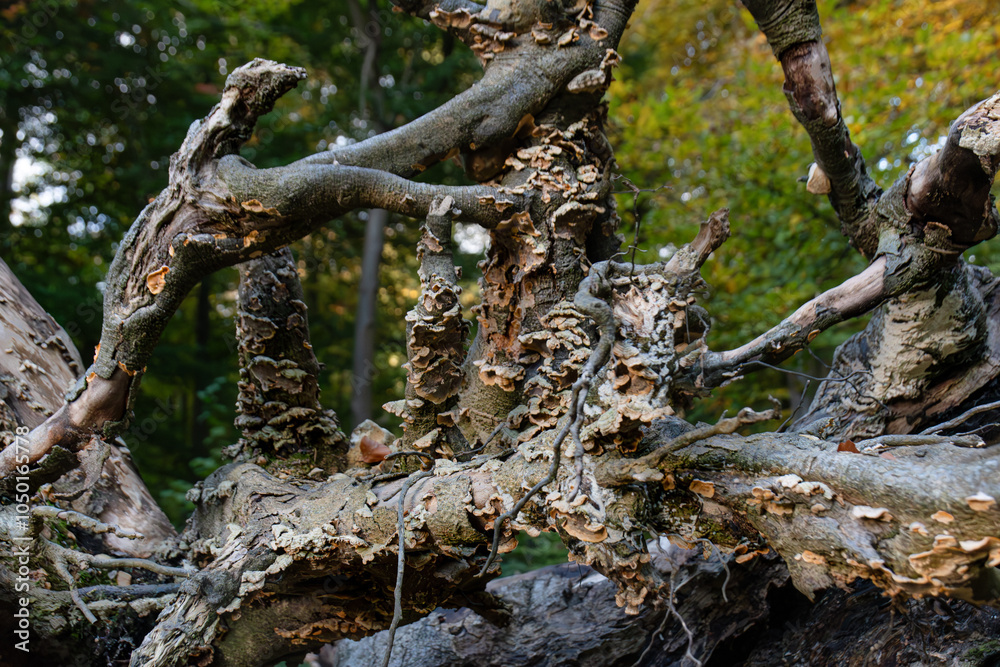 Twisted branches of a dead decaying tree. In Whippendall woods Watford UK Twisted branches of a dead decaying tree. In Whippendall woods Watford UK
