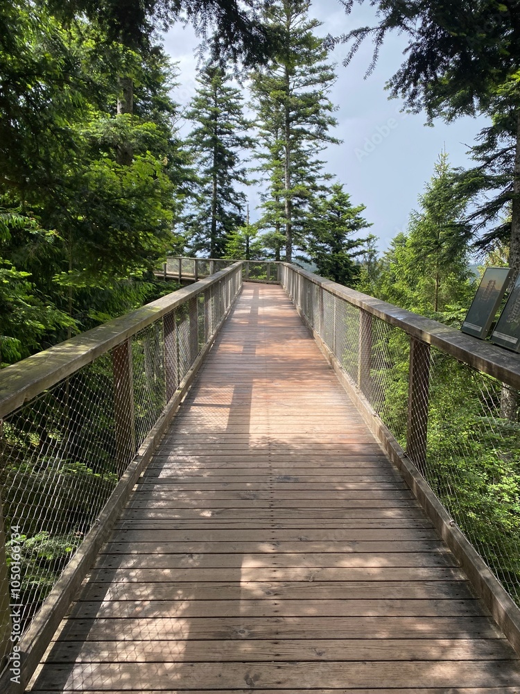 Fototapeta premium wooden bridge in the forest
